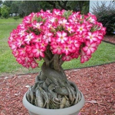 2Pcs Rainbow Desert Rose Seeds