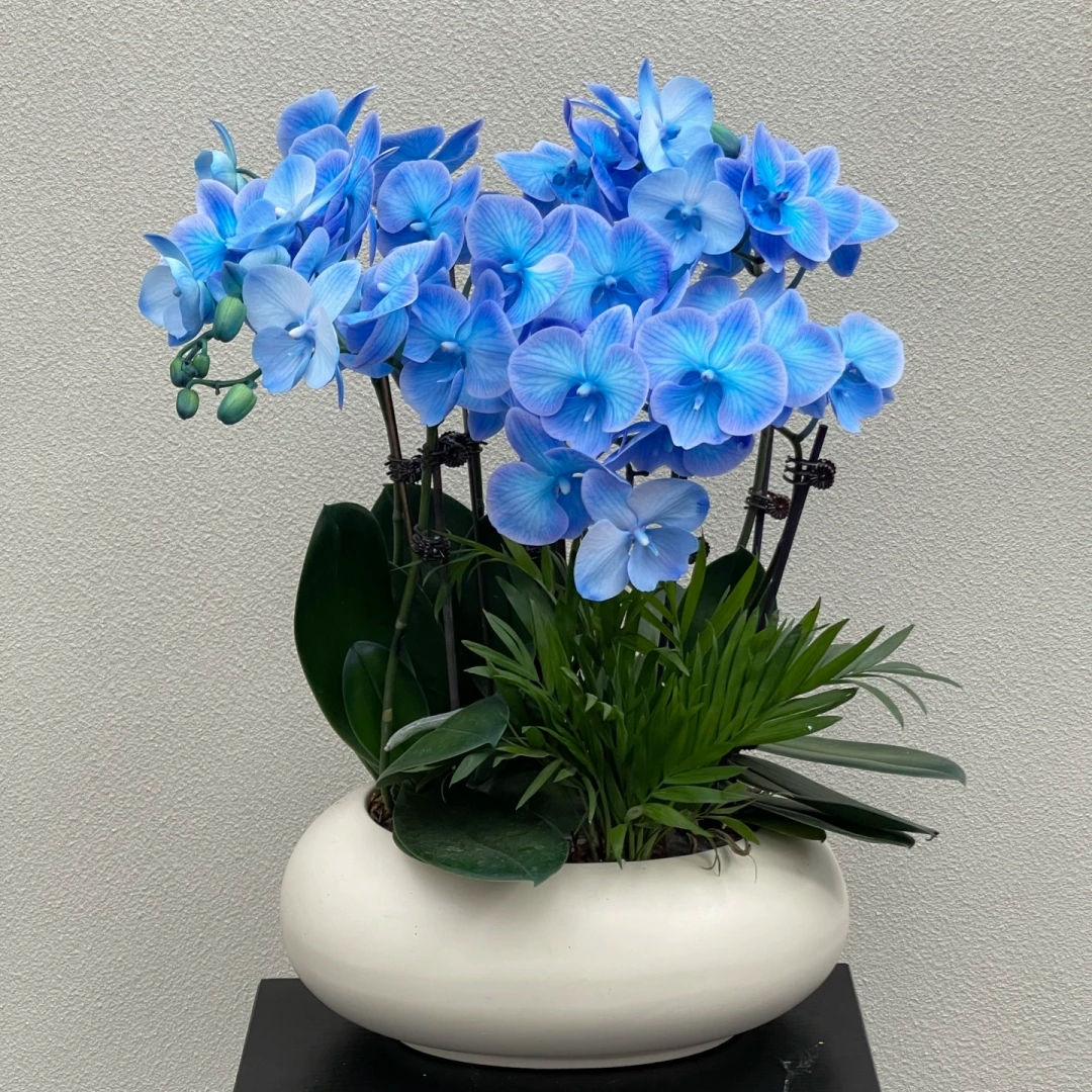 Phalaenopsis Seeds-Queen Of Orchids