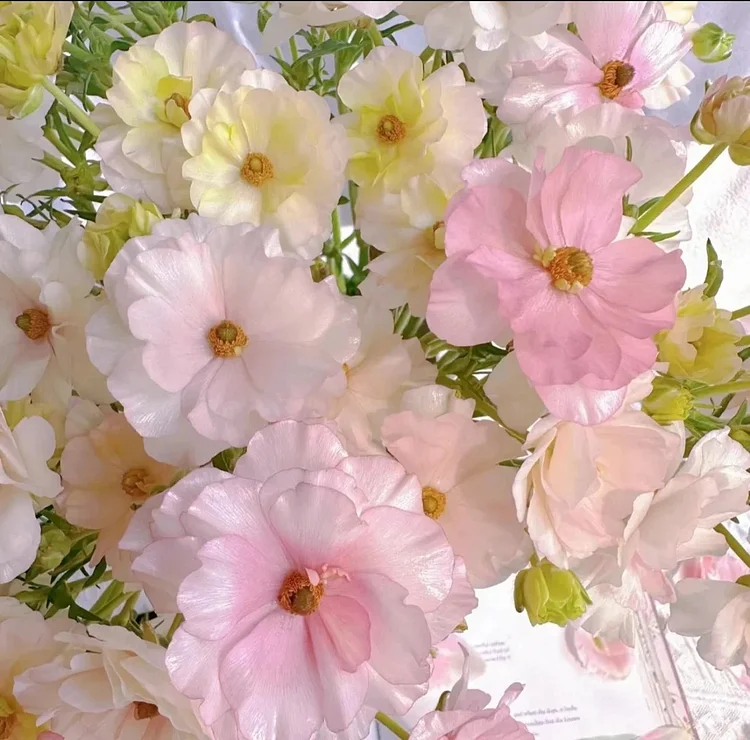 Multicolor Butterfly Ranunculus Seeds