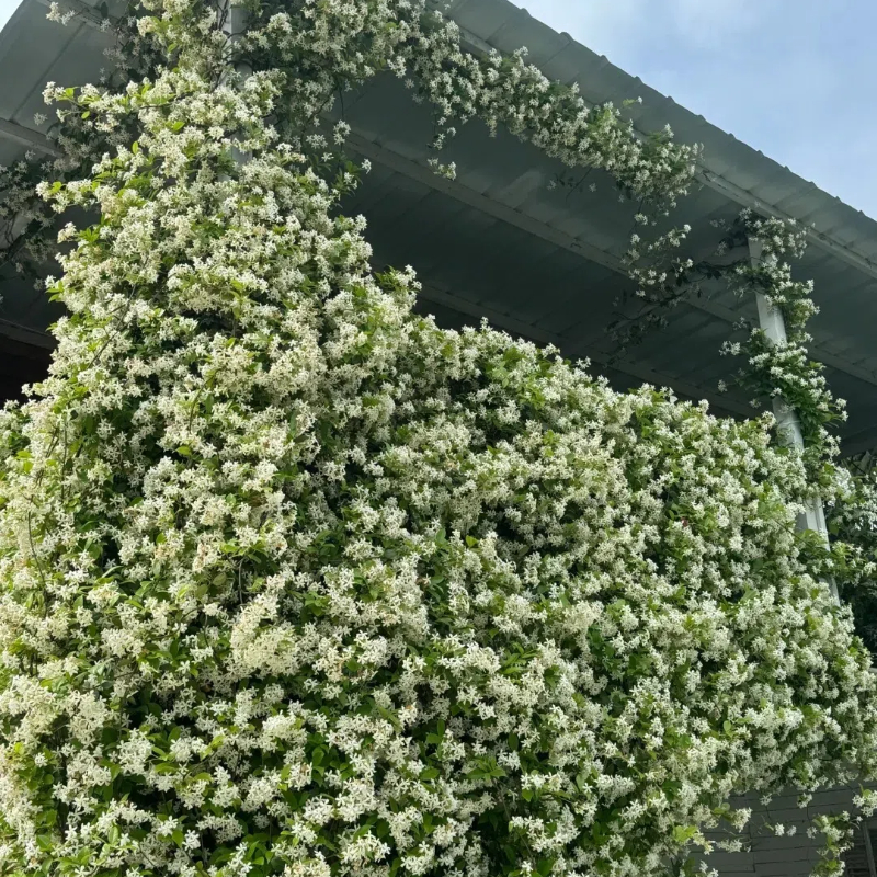 Climbing Plants Mix Seeds