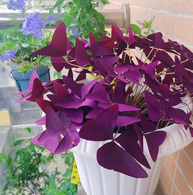 Oxalis Triangularis Purple Shamrock Good Luck Plant