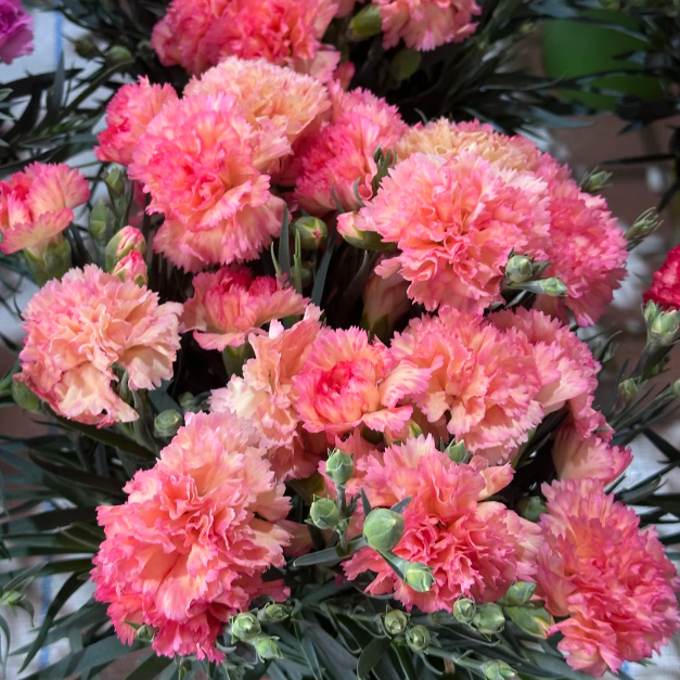🌹Double Carnation Seeds—Mother's Day Flowers