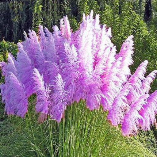 Mixed Pampas Grass Ornamental Seeds