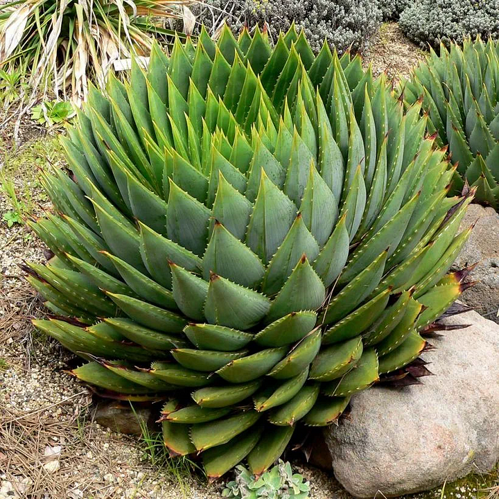Spiral Aloe Drought Tolerant Edible