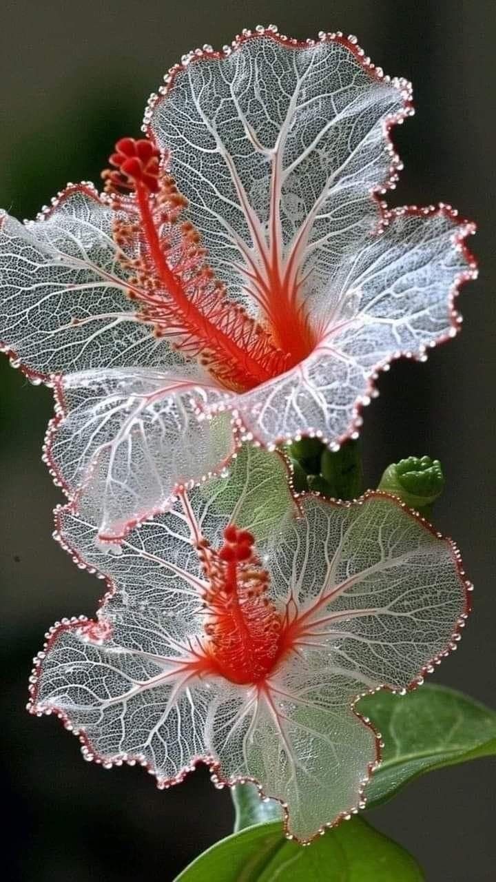 Transparent crystal orchid