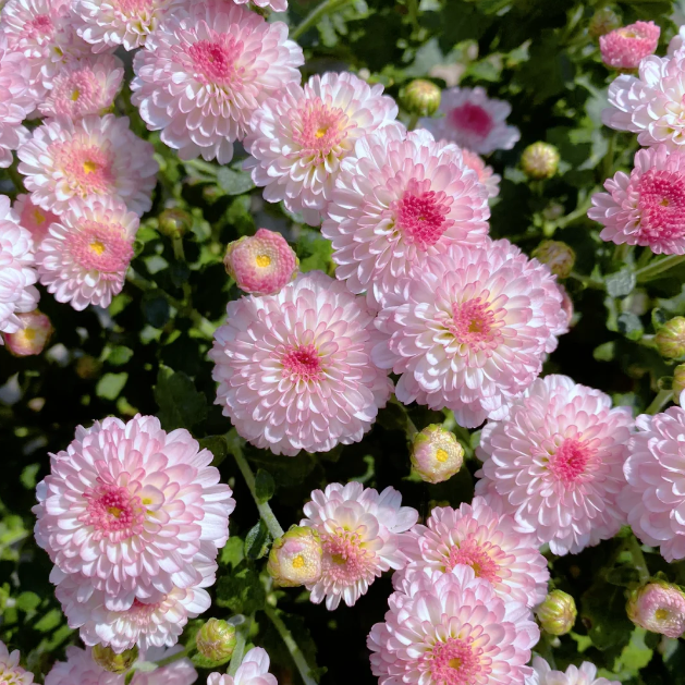 💐Candy Chrysanthemum Seeds Perennial Plant Home Graden Bonsai
