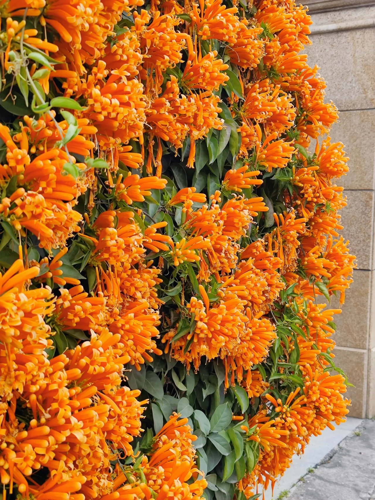Pyrostegia Venusta Flower Seeds