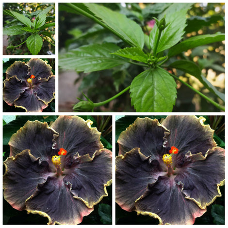 50PCS Rare Black Rainbow Hibiscus Seeds