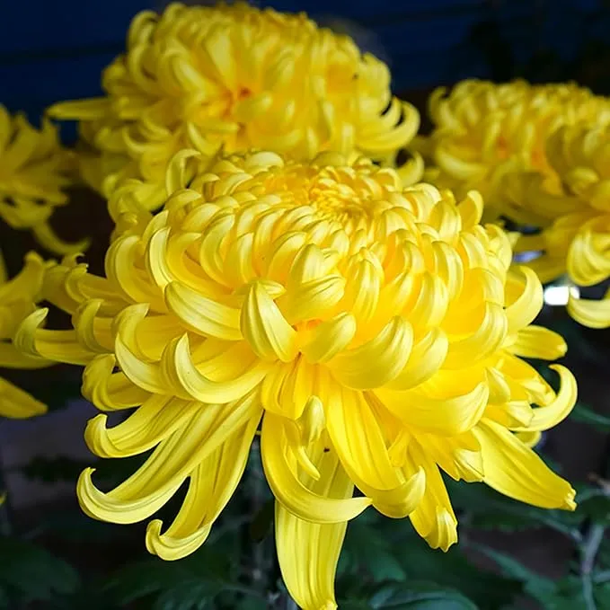 🌺The Flower of Elegance—Giant Chrysanthemum