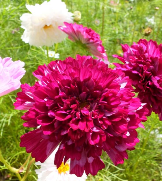 Double Click Cranberries Cosmos | John Scheepers Kitchen Garden Seeds