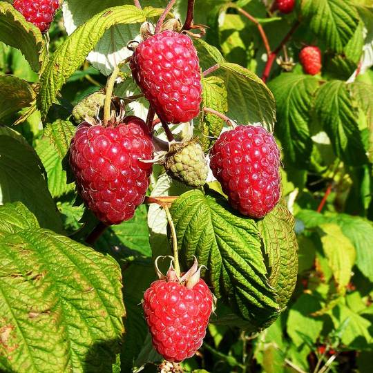 Gw2 Raspberry Seeds Raspberry Seeds