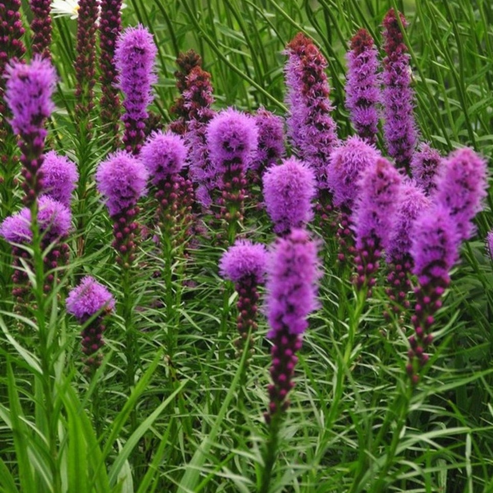 Gartenpalette 🦋Prairie Blazingstar