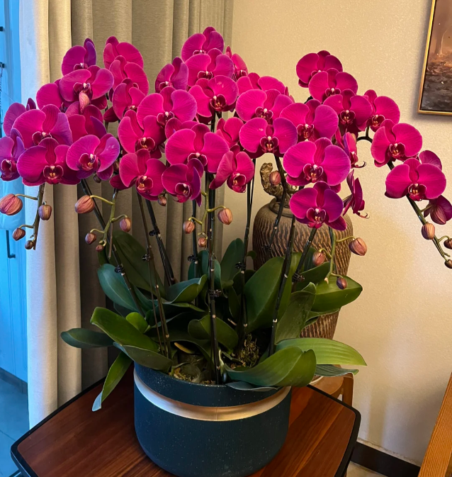 Phalaenopsis Seeds-Queen Of Orchids