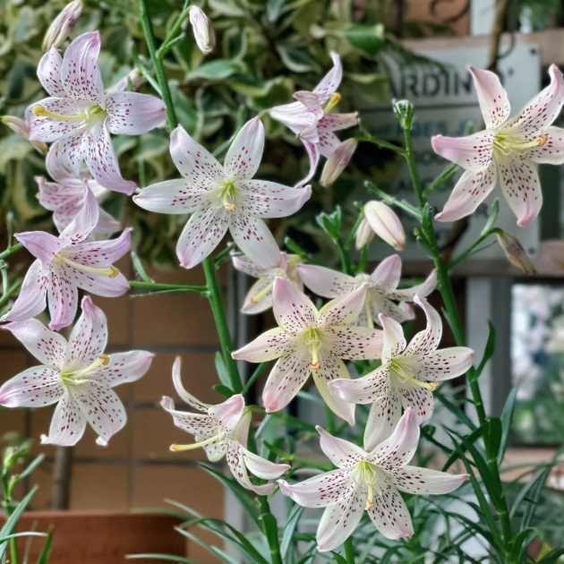 🌺Rare Tiger Lily Bulbs