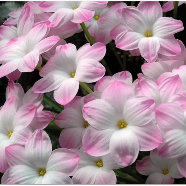 🌺Rainlily Zephyranthes Bulbs