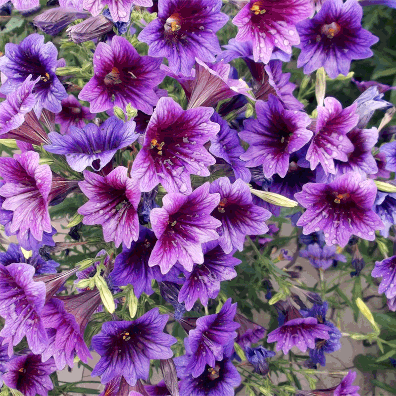 Salpiglossis Sinuata Seeds