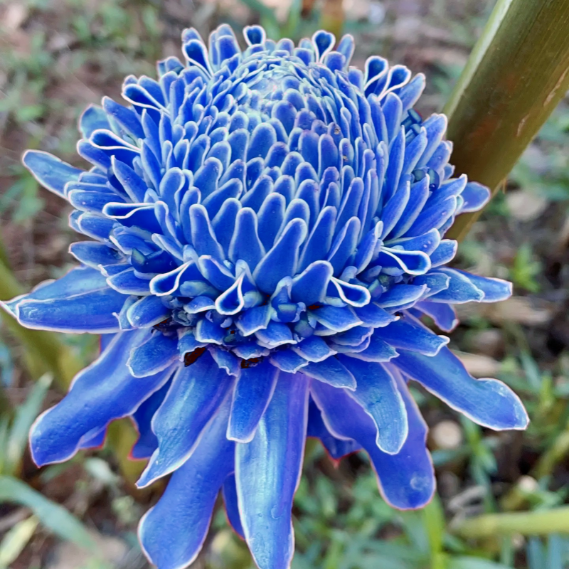 🌹✨ Bulbos de rosas de porcelana eterna 🌸💎— "Donde la elegancia se encuentra con la belleza eterna" 🏡✨