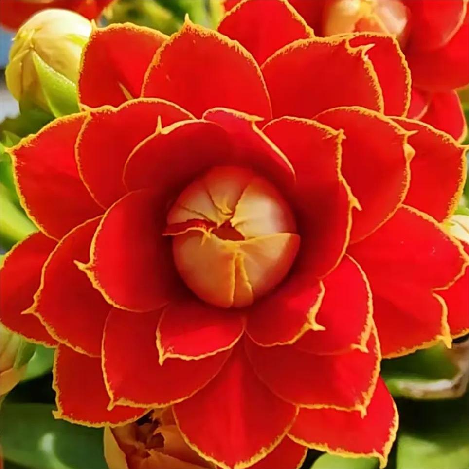 🌺Golden Fox Longevity Flower Seeds—Health And Longevity