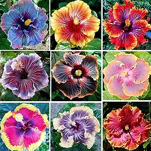 Hibiscus-Giant Ombre  Exotic Coral Flowers Seeds