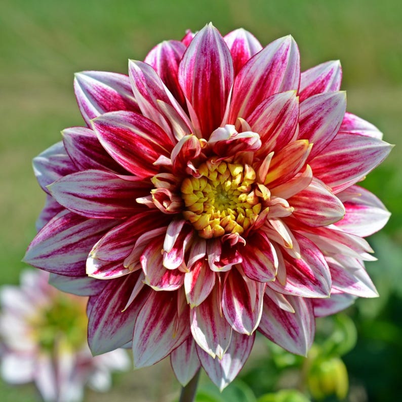 Temple Of Beauty Dahlia Seeds Attracts Pollinators, Long Blooming Season, Vibrant Colors, Excellent Cut Flower, Plant in Spring image 9