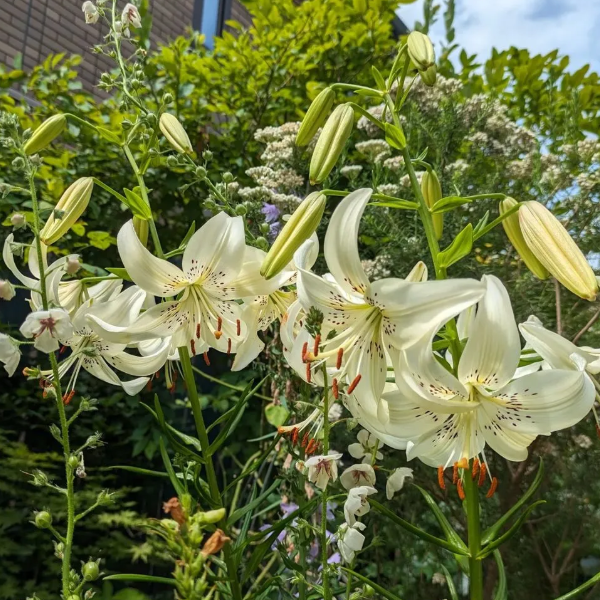 🌺Rare Tiger Lily Bulbs
