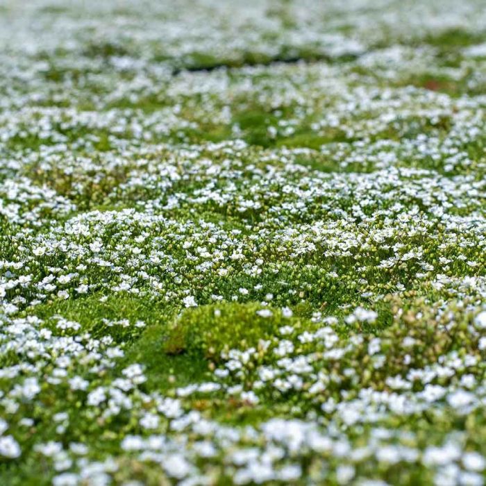 Irish Moss Sagina Subulata