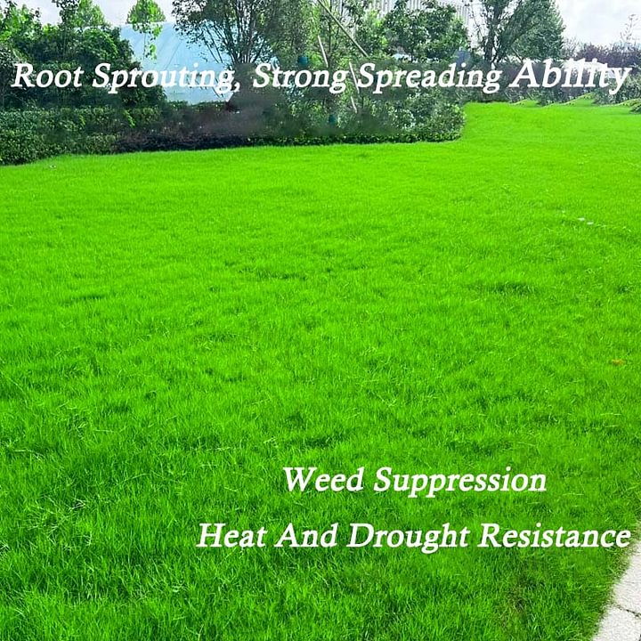 Dwarf Evergreen Lawn Seeds