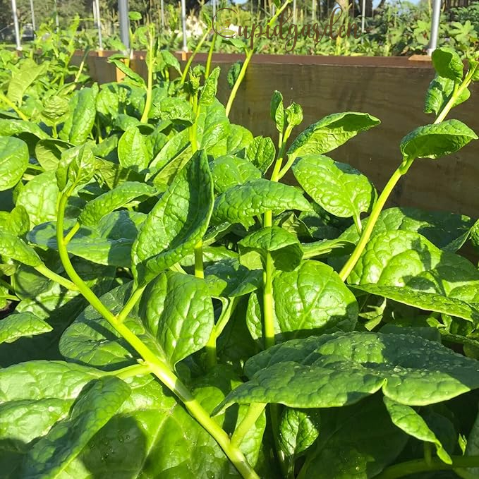 Malabar Spinach Seeds