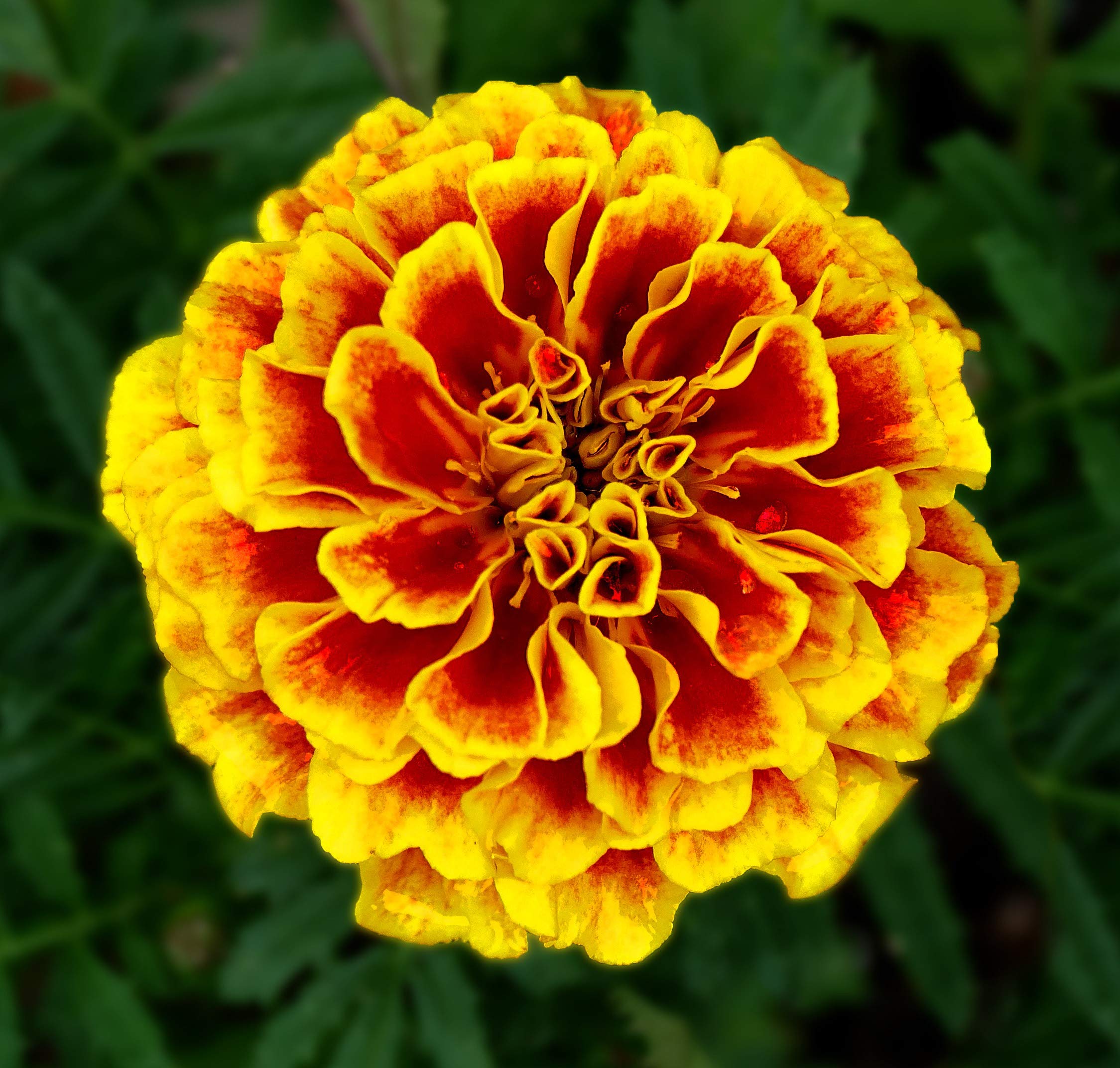 Marigold Seeds-Blooms in a Range of Warm Hues