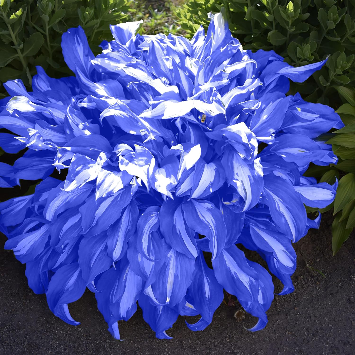 Mix Color Hosta Seeds