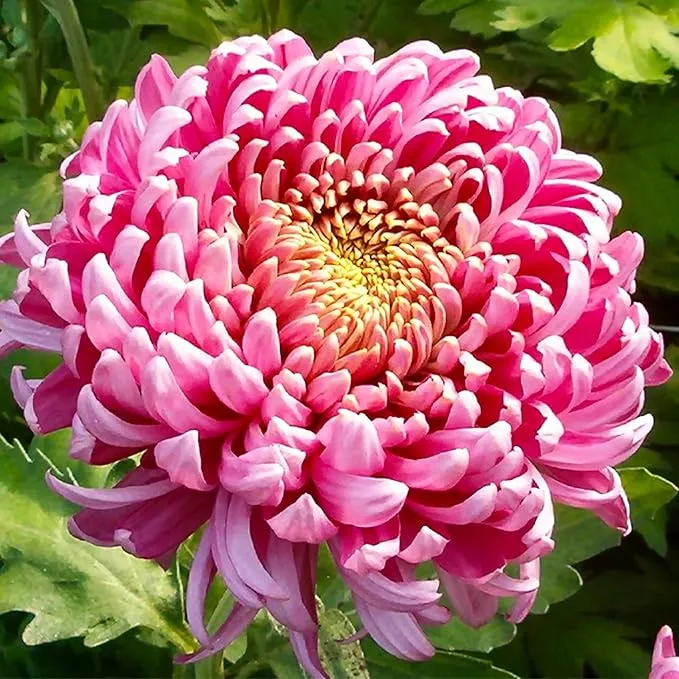 🌺The Flower of Elegance—Giant Chrysanthemum