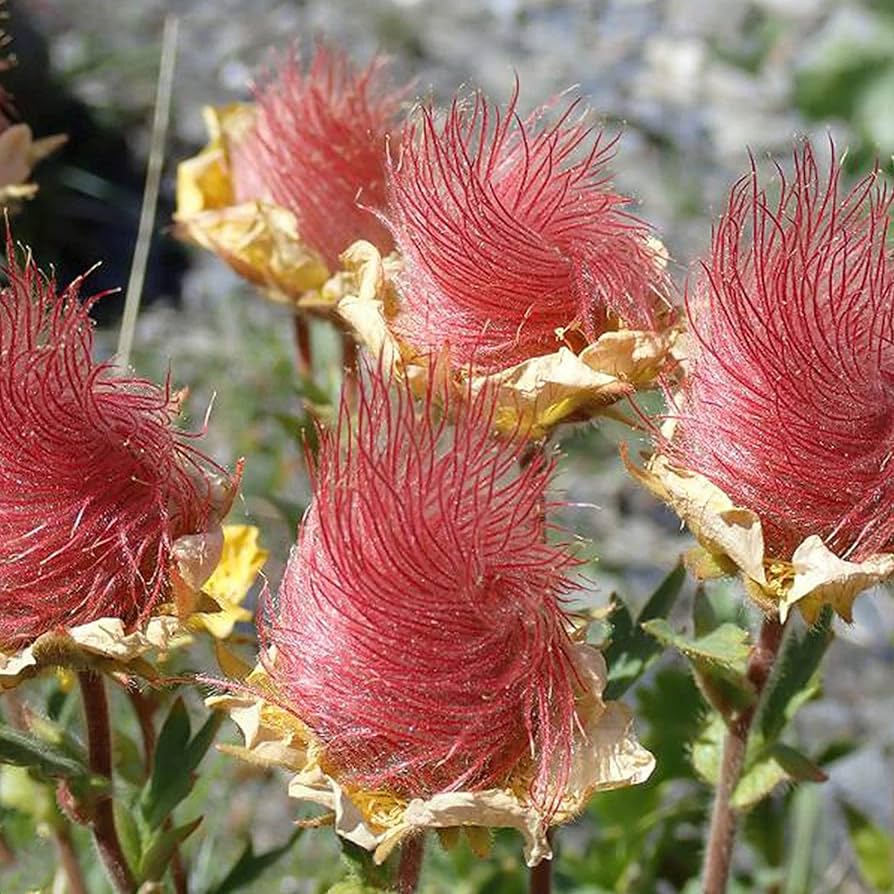 Prairie Smoke Flower Seeds💎A Hidden Gem of the Prairie