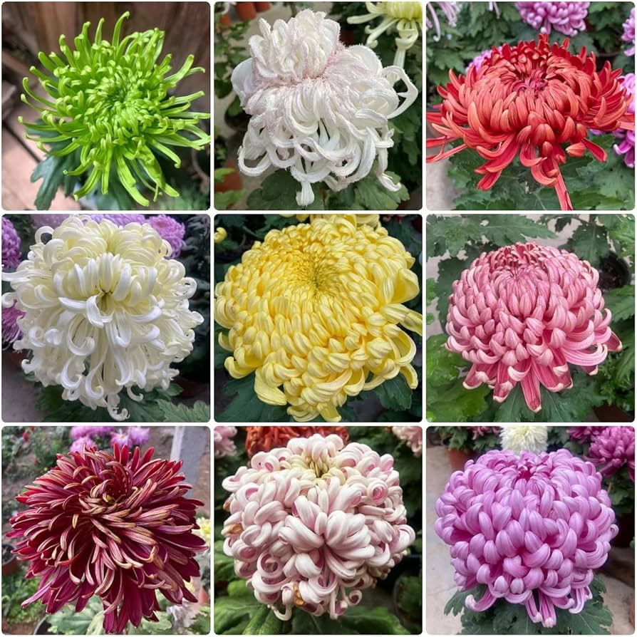 🌺The Flower of Elegance—Giant Chrysanthemum