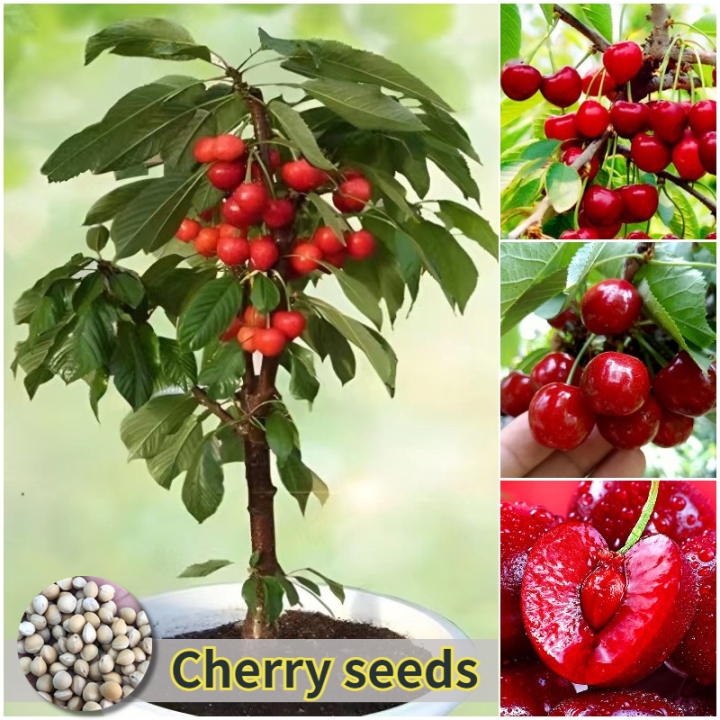 Ruby Cherry Seeds