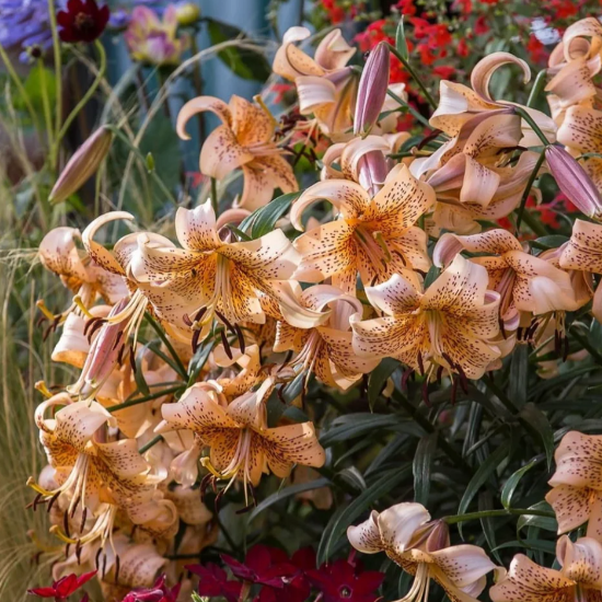 🌺Rare Tiger Lily Bulbs