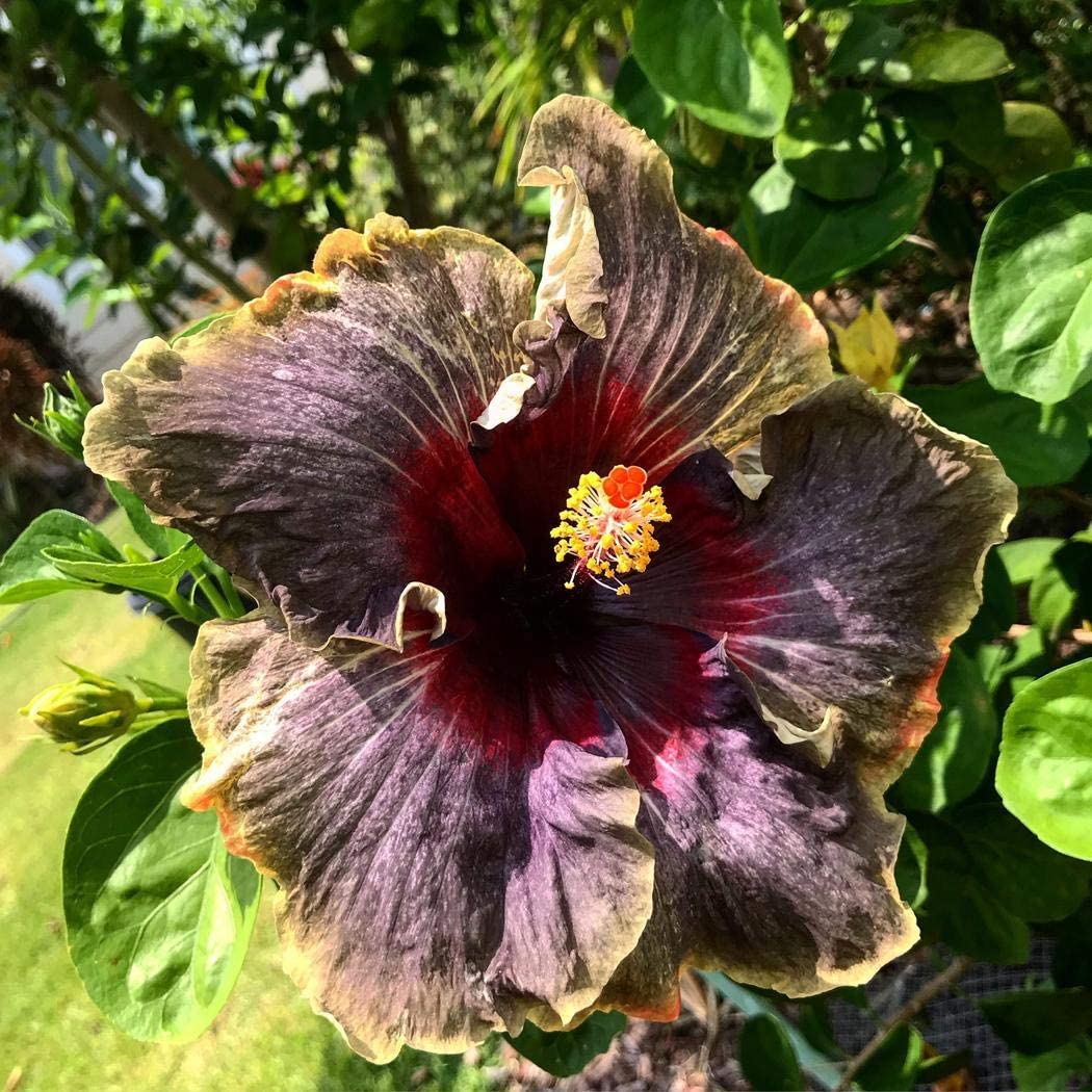 50PCS Rare Black Rainbow Hibiscus Seeds