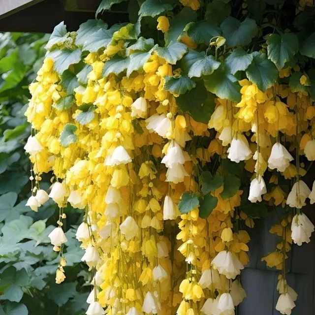 Seeds of popular balcony flowers Weeping Begonia - various colours · UZO