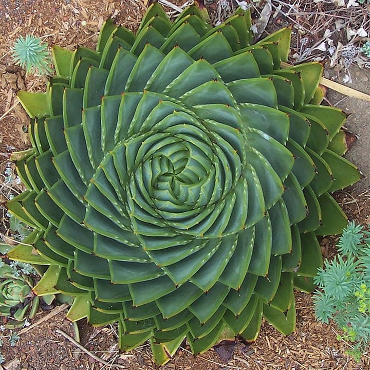 Spiral Aloe Drought Tolerant Edible