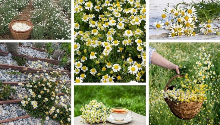Chamomile, learn how to grow it in a pot or in your garden | My desired  home | Biennial plants, Chamomile plant, Chamomile growing
