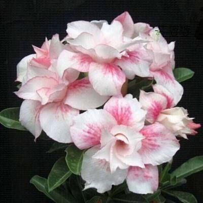 2 Pcs Rainbow Desert Rose Seeds ✨