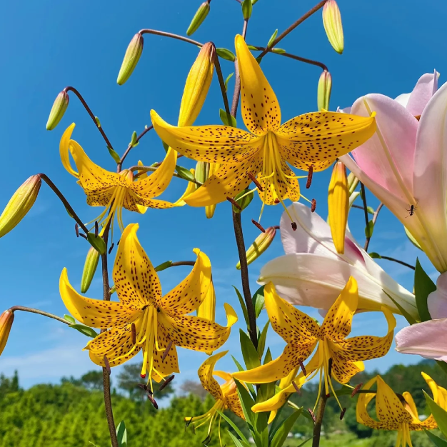 🌺Rare Tiger Lily Bulbs