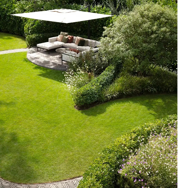 Dwarf Evergreen Lawn Seeds