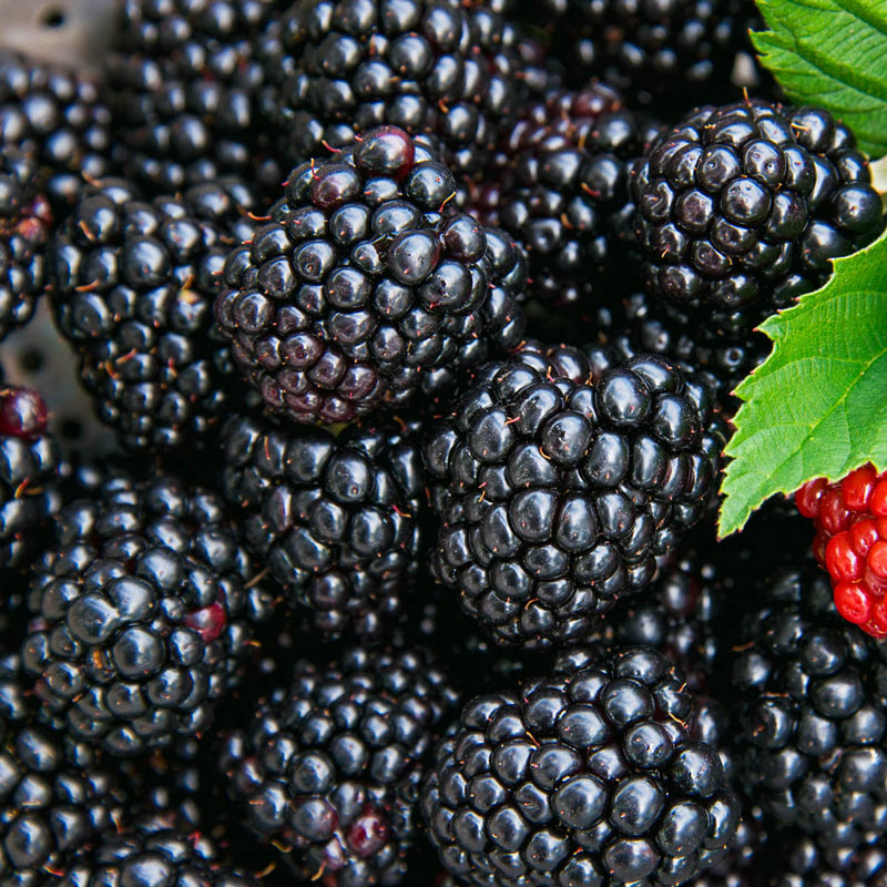 🫐Sweet Giant Blackberry Seeds Nature’s Sweet Gems 🍇