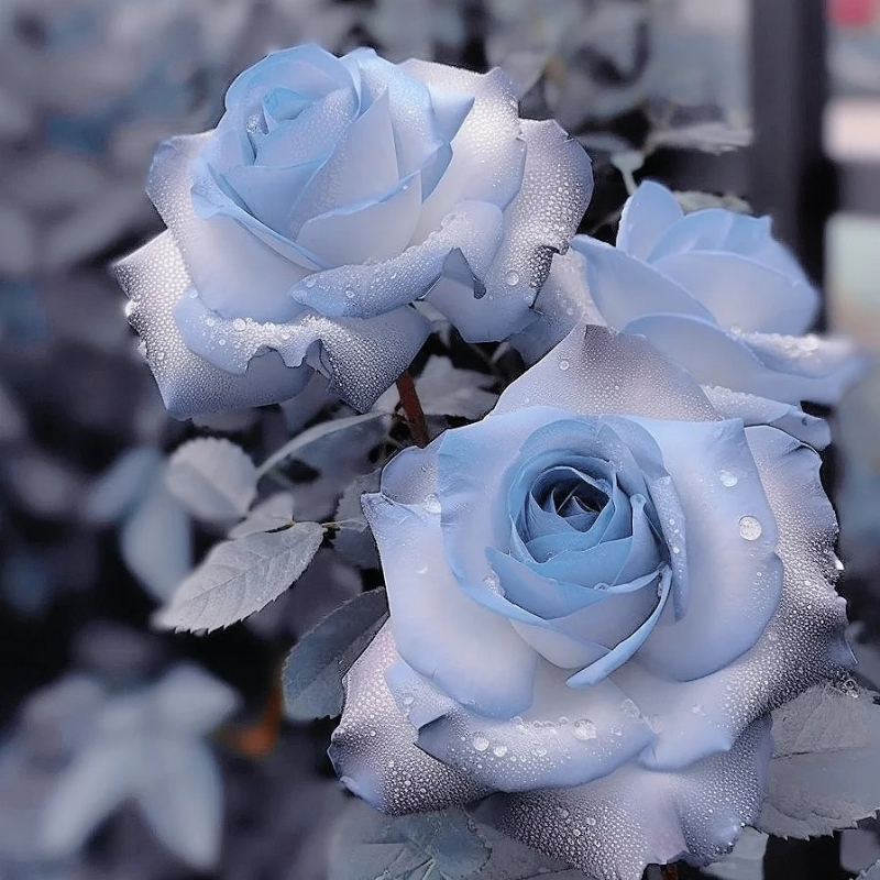 Rare Blue Chill Rose Seeds