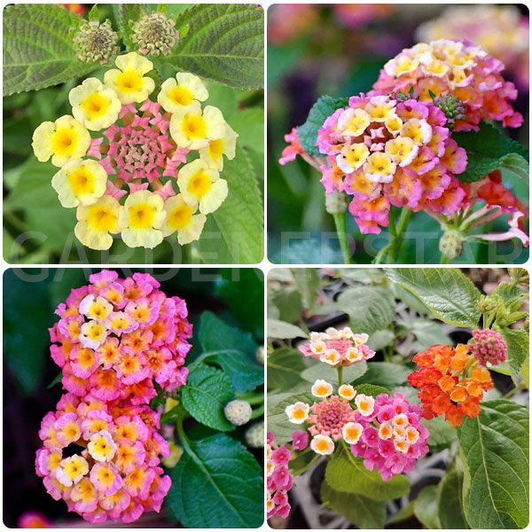 🌺Colorful Elf Lantana Seeds - Repels Mosquitoes And Flies