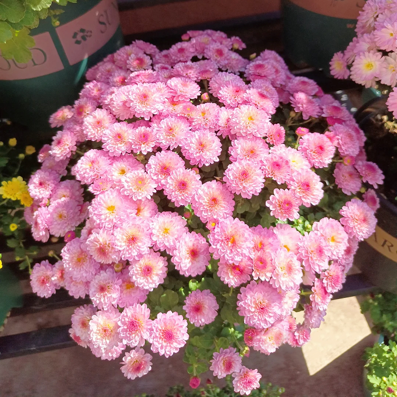 Candy Chrysanthemum Seeds