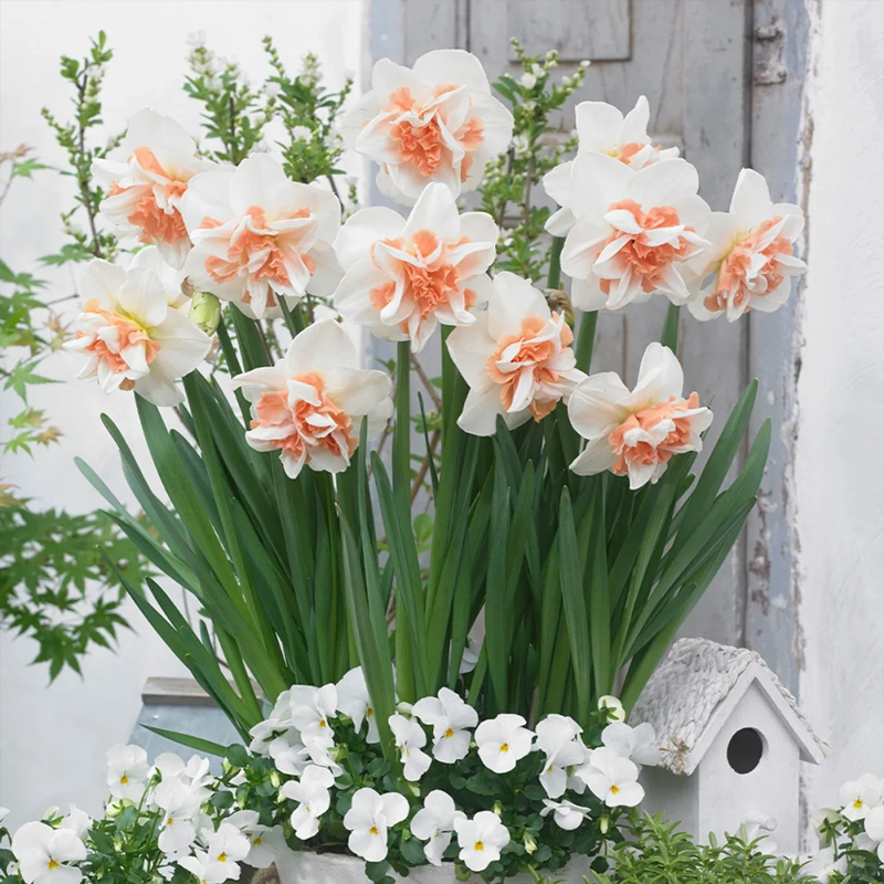 🌺 Rare double daffodil bulbs – Symbol of Hope & Good Fortune