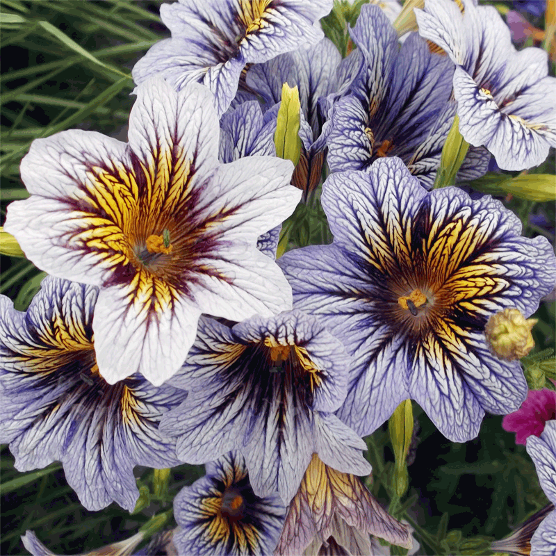 Salpiglossis Sinuata Seeds