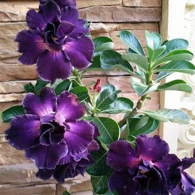 2Pcs Rainbow Desert Rose Seeds
