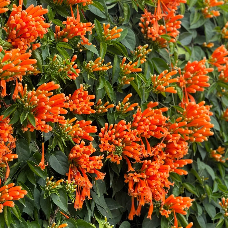 Pyrostegia Venusta Flower Seeds